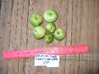 Garcinia hollrungii image