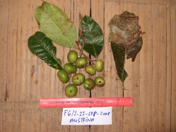 Ficus austrina image
