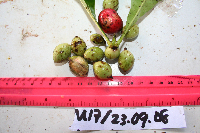 Ixora novoguineensis image