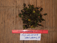 Semecarpus cassuvium image