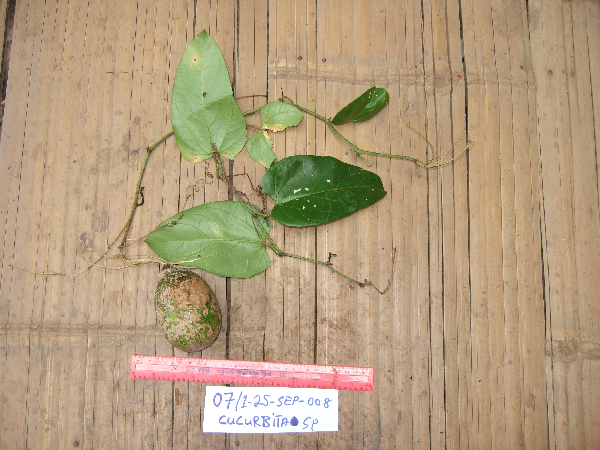 Trichosanthes pilosa image