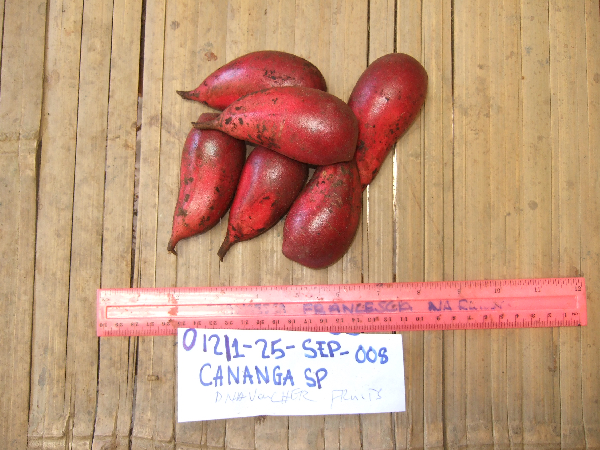 Goniothalamus grandiflorus image