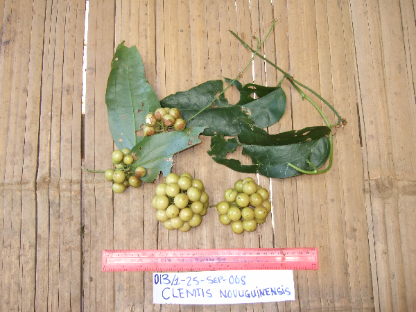 Smilax calophylla image