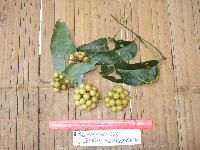 Image of Smilax calophylla