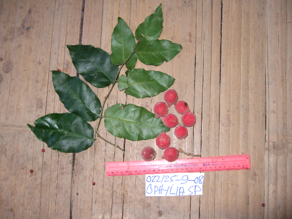 Lycianthes impar image