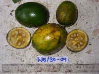 Atractocarpus decorus image