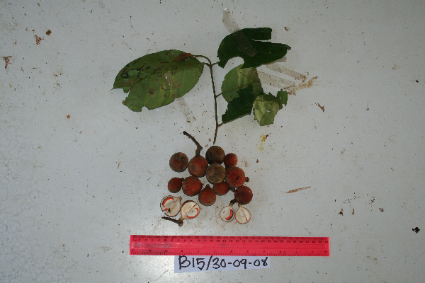 Chisocheton lasiocarpus image