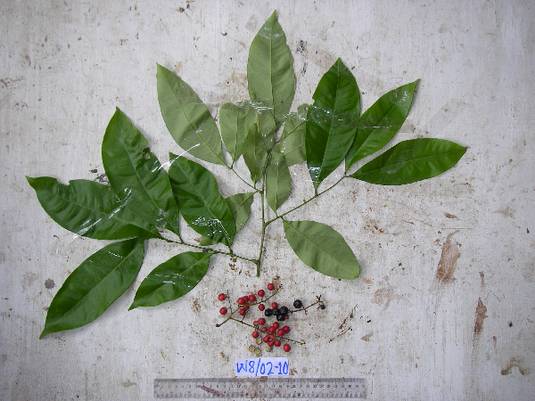 Lepisanthes senegalensis image