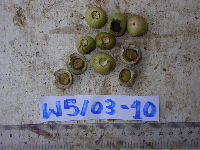 Syzygium longipes image