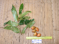 Horsfieldia sylvestris image