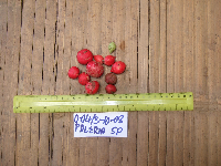 Ixora novoguineensis image