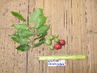 Image of Phaleria coccinea