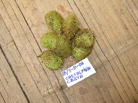 Caesalpinia crista image