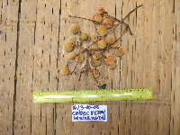 Chisocheton lasiocarpus image