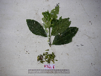 Cyclophyllum longiflorum image