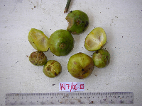 Garcinia hollrungii image