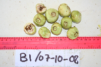 Syzygium longipes image