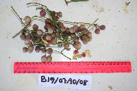 Erythrospermum candidum image