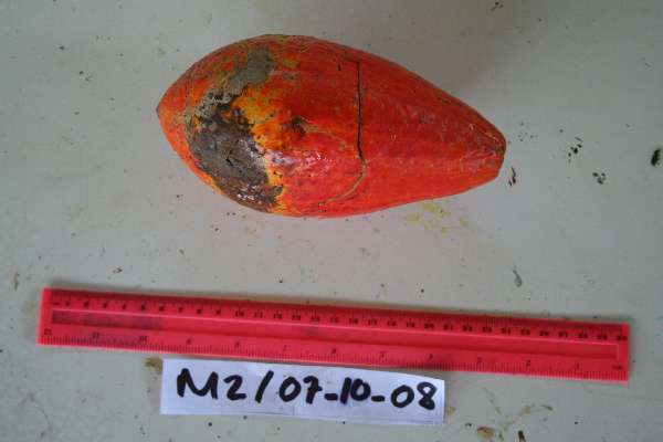 Melodinus australis image
