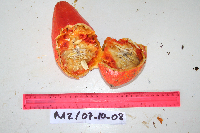 Melodinus australis image