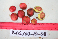 Garcinia assugu image