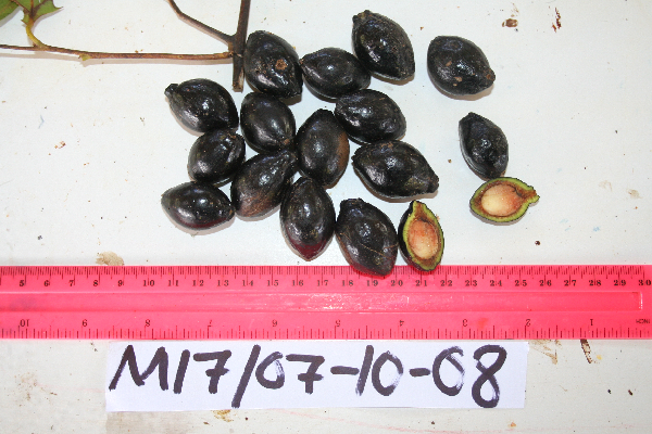 Cryptocarya ainikini image