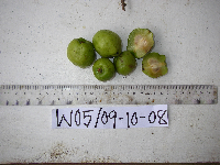 Garcinia ledermannii image