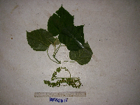 Melanolepis multiglandulosa image
