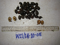 Pometia pinnata image