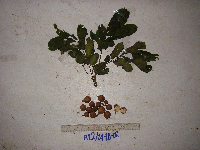 Image of Aglaia silvestris