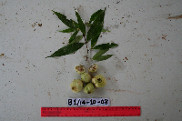 Syzygium longipes image