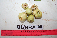 Syzygium longipes image