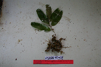 Cleistanthus myrianthus image