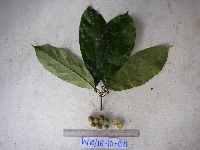 Ryparosa amplifolia image