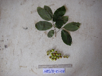 Bridelia macrocarpa image