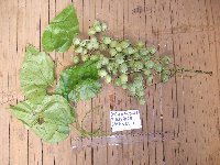 Tinospora dissitiflora image