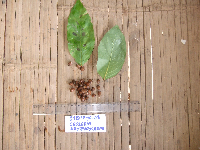 Image of Casearia erythrocarpa