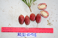 Barringtonia apiculata image