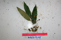 Cleistanthus myrianthus image