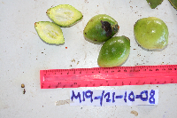 Garcinia ledermannii image