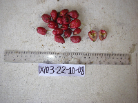 Syzygium hylophilum image