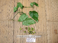 Tinospora dissitiflora image