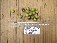 Tinospora dissitiflora image