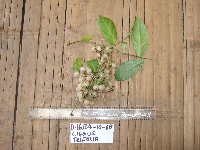 Image of Causonis trifolia