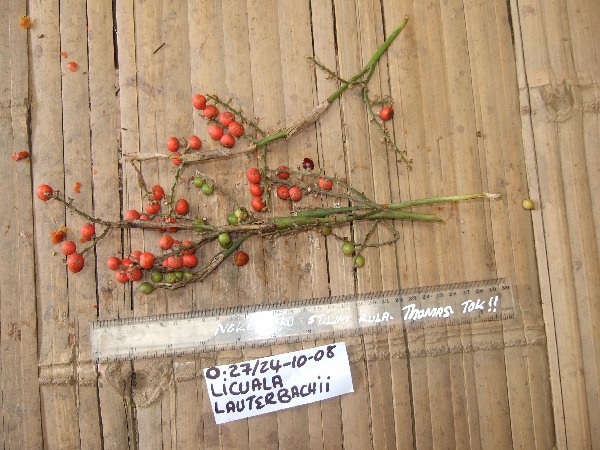 Licuala lauterbachii image