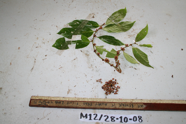 Casearia clutiifolia image