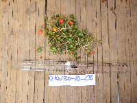 Psychotria micrococca image