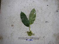 Prainea limpato subsp. papuana image