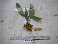 Pseuduvaria coriacea image