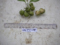 Morinda citrifolia image